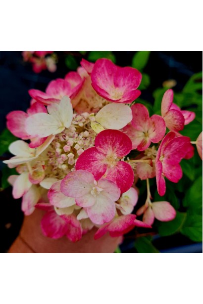 Гортензія волотиста Даймонд Руж